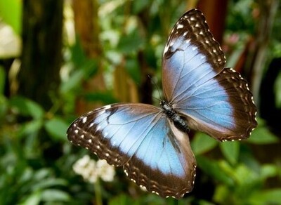 vlindervallei-blauwe-morpho